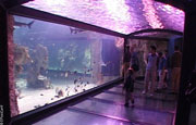 L'aquarium