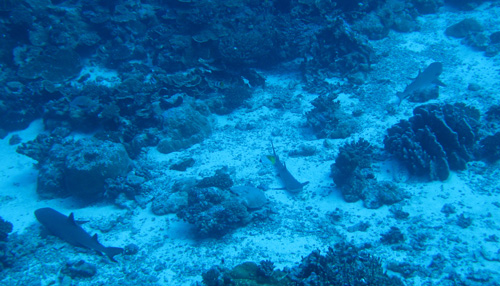 Requins pointe blanche faisant la sieste