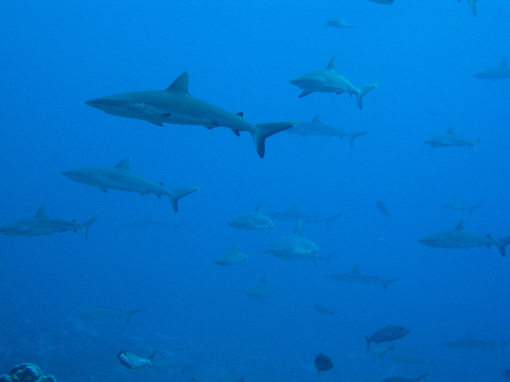 Mur de requins gris