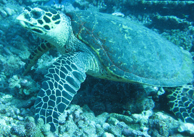 Tortue
