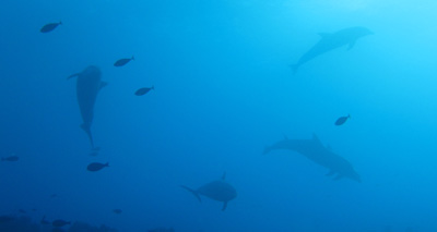Dauphins